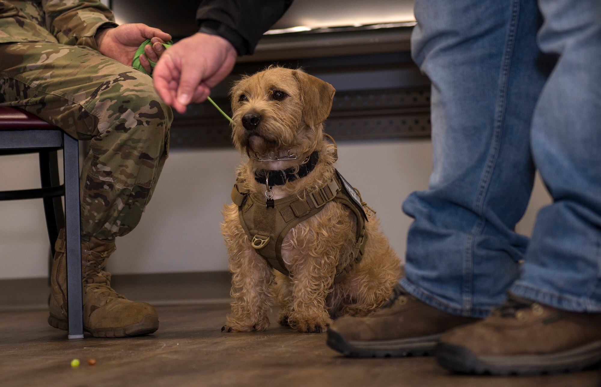 Rescue dogs help heal wounded warriors