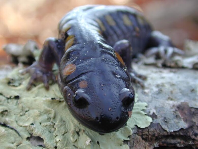 A spotted salamander is photographed at Sinking Pond on Arnold Air Force Base. (U.S. Air Force photo by John Lamb)
