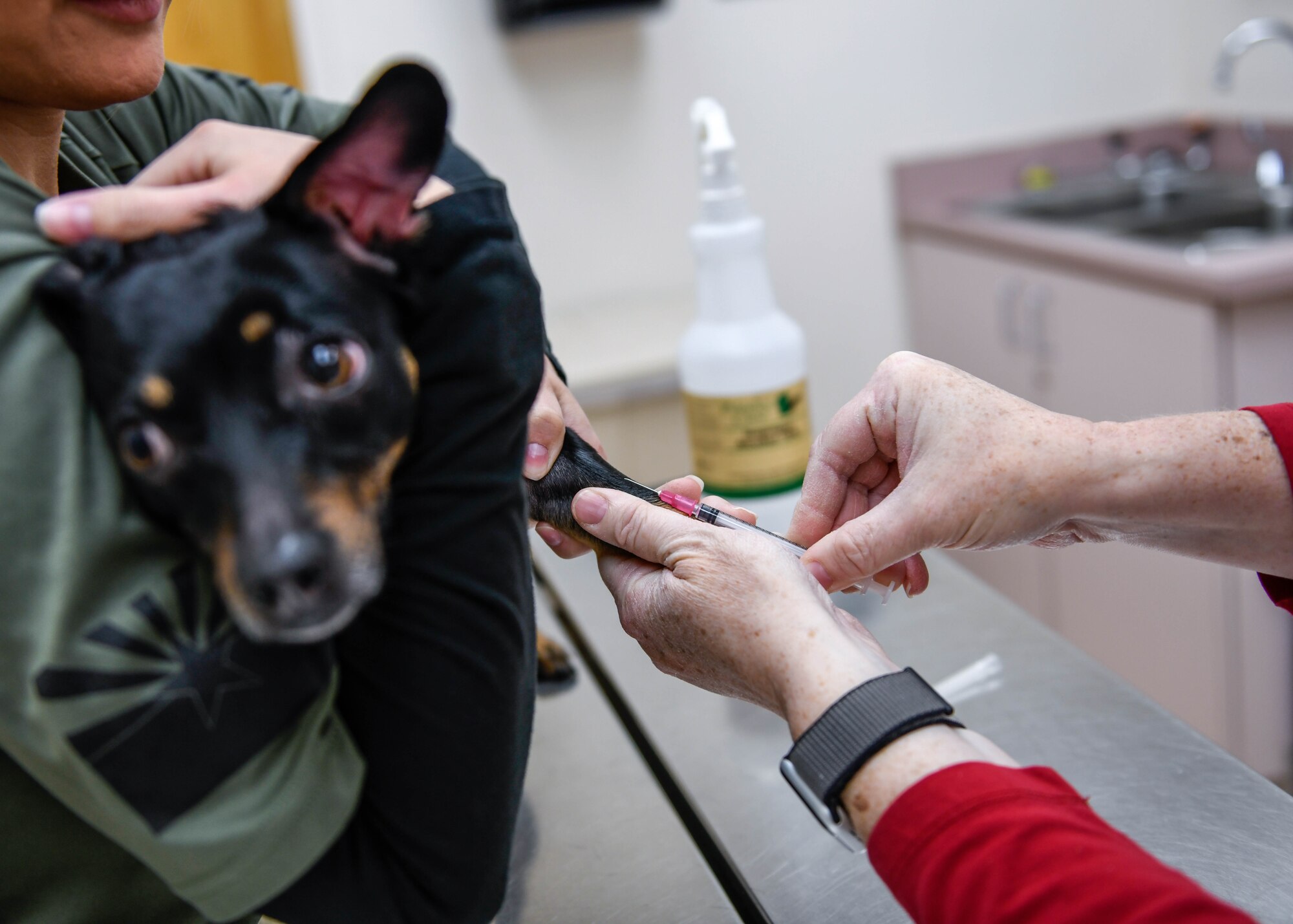 Veterinary Clinic provides care for Luke animals