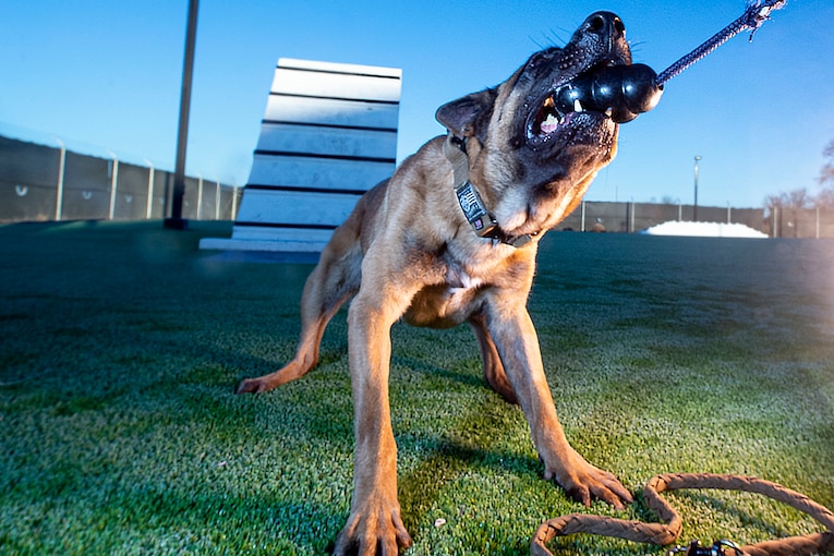 A military working dog tugs a toy attached to a rope.