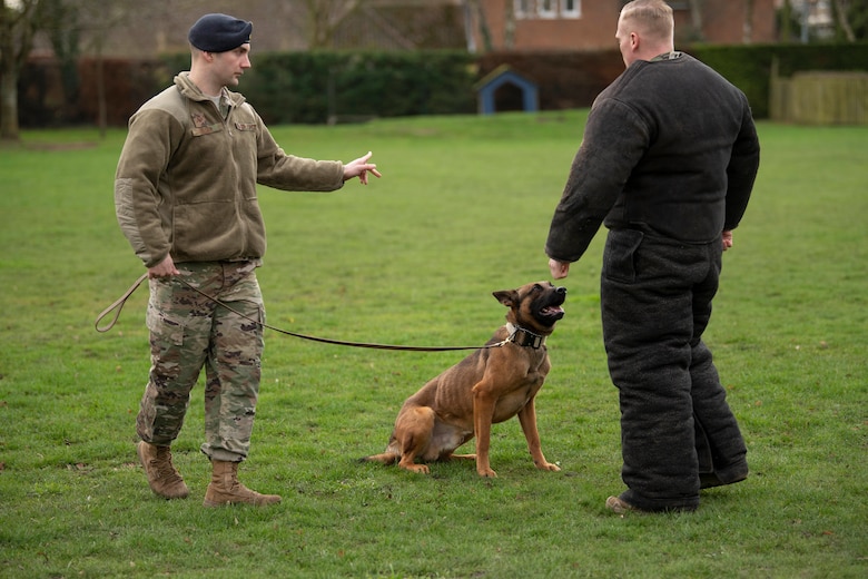 Staff Sgt. Jonathan Elder, 100th Security Forces Squadron military working dog handler, directs his dog during a demonstration at the Mildenhall police cadets’ open house in Mildenhall, England, Feb. 8, 2020. Military working dogs are used in patrol, drug and explosive detection, and specialized mission functions for the Department of Defense and other government agencies. (U.S. Air Force photo by Staff Sgt. Luke Milano)