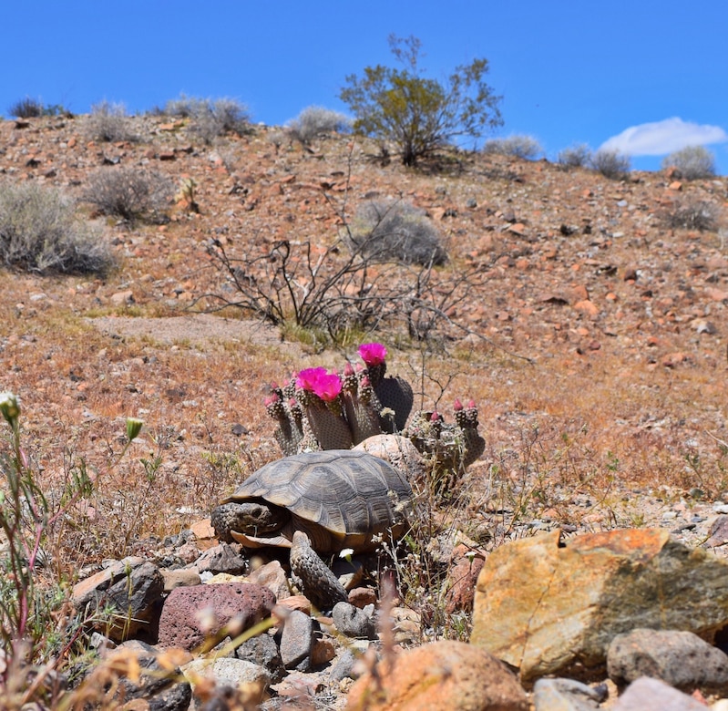 A tortoise rests in the desert in front of a red-flowered plant.