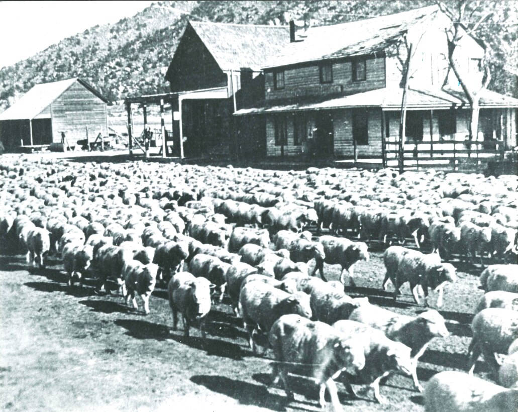 Sheep and the Hot Springs House