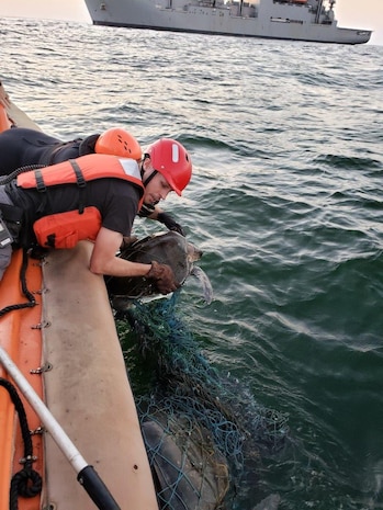 Andrew Destefano and Alexander Fulton, crew members assigned to USNS William Mclean (T-AKE 12), remove abandoned fishing nets from a sea turtle found entangled in the marine debris in the Arabian Sea Feb. 3, 2020. William Mclean is deployed to the U.S. 5th Fleet area of operations in support of naval operations to ensure maritime stability and security in the Central Region, connecting the Mediterranean and Pacific through the Western Indian Ocean and three strategic choke points.