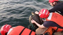 Tyler McSwain and Luke Welker, crew members assigned to USNS William Mclean (T-AKE 12), remove abandoned fishing nets from a sea turtle found entangled in the marine debris in the Arabian Sea Feb. 3, 2020. William Mclean is deployed to the U.S. 5th Fleet area of operations in support of naval operations to ensure maritime stability and security in the Central Region, connecting the Mediterranean and Pacific through the Western Indian Ocean and three strategic choke points.