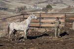 A special warfare tactical air control party, Airman from the 124th Air Support Operations Squadron, participates in pack animal training, Feb. 9, 2020, in Emmett, Idaho. Pack animals, including horses, donkeys and mules, are utilized during missions where usual methods of transportation are restricted.