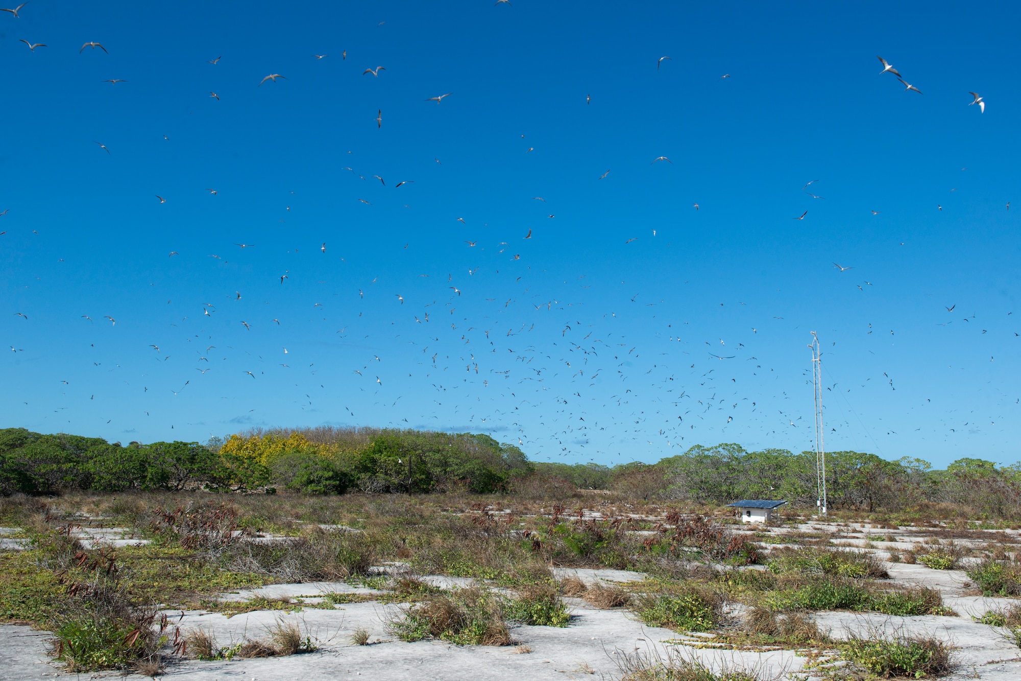 Terns fly over Peale Island, Wake Atoll, Jan. 31, 2020.