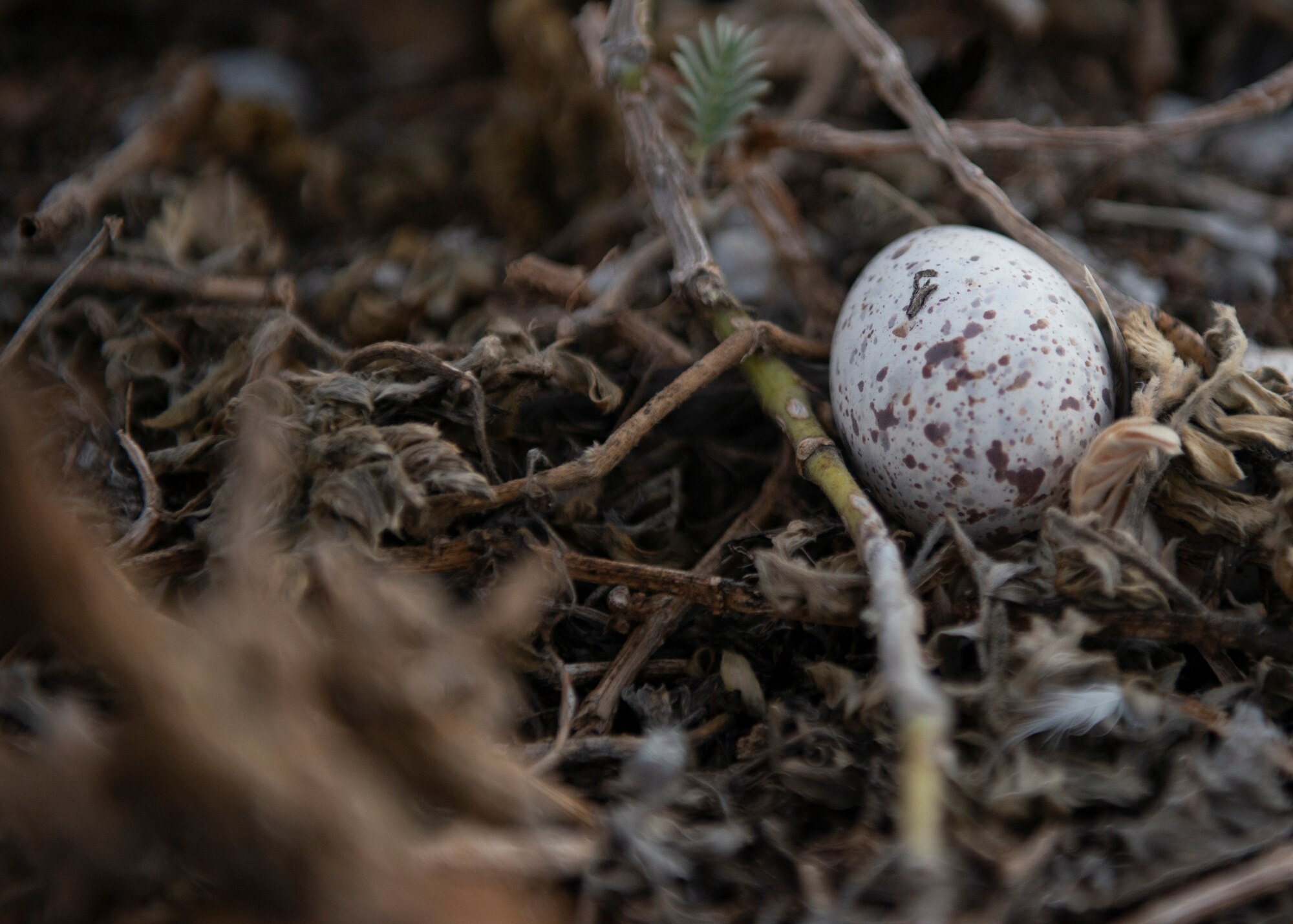 A seabird egg rests on Wilkes Island, Wake Atoll, Jan. 31, 2020.