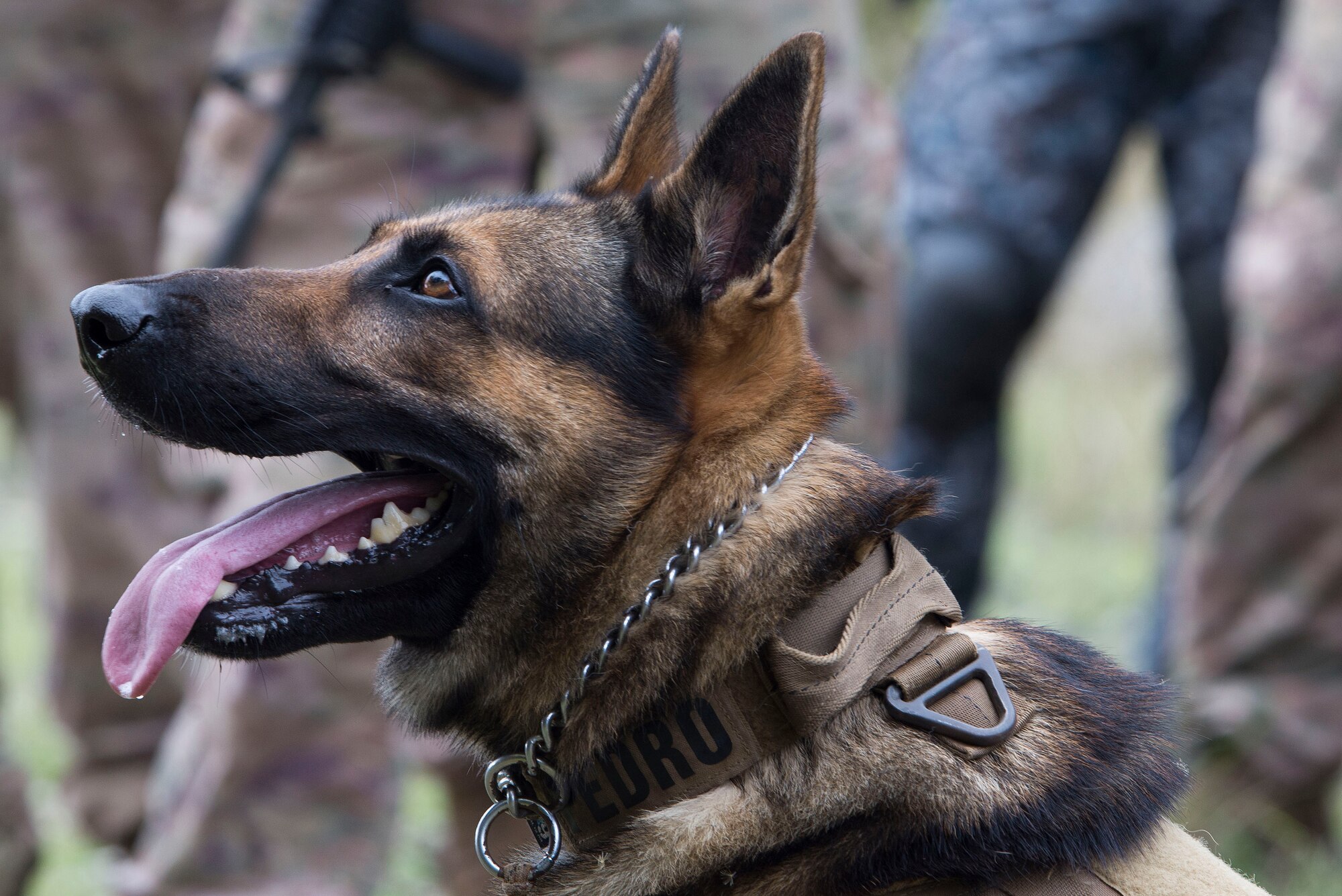 U.S. Air Force Military Working Dog (MWD) Pedro takes a break following a demonstration of his capabilities during Pacific Defender 20-1 at the Pacific Regional Training Center near Andersen Air Force Base, Guam, Feb. 10, 2020.