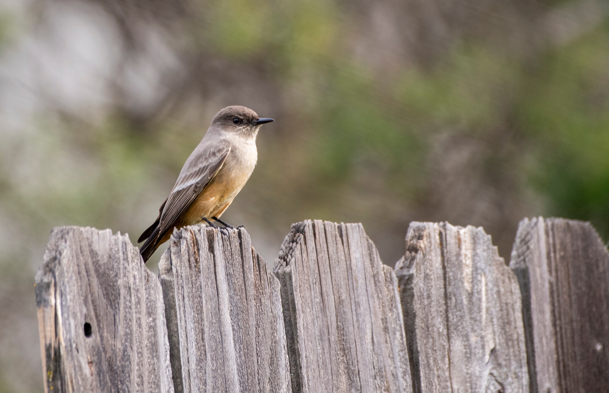 A Say's phoebe flycatcher sits on a backyard fence in base housing, Feb. 14, 2020 at Travis Air Force Base, California. These birds are common across the western United States. (U.S. Air Force photo by Heide Couch)