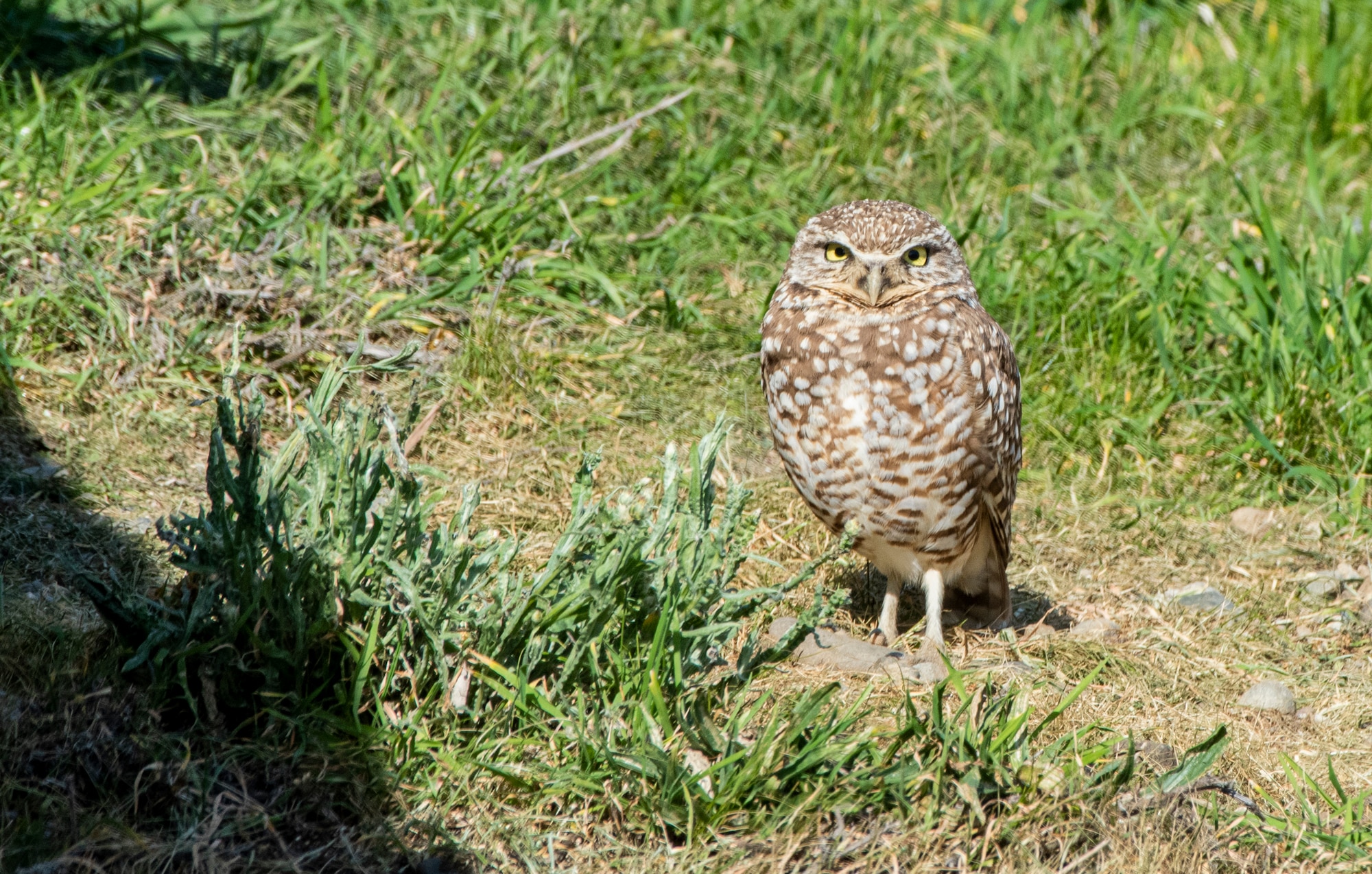 A burrowing owl watches for passing prey, Feb. 15, 2020 at Travis Air Force Base, California. Burrowing owls can be found in grasslands, rangelands, agricultural areas, deserts, or any other open dry area with low vegetation. (U.S. Air Force photo by Heide Couch)