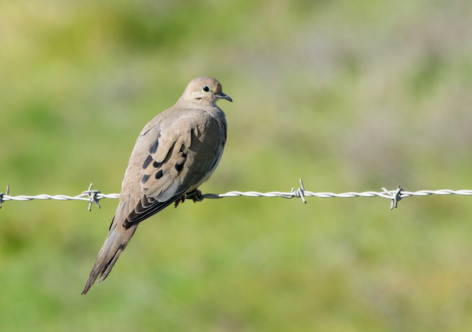 A mourning dove perches on a barbed wire fence Feb. 15, 2020, at Travis Air Force Base, California. It is one of the most abundant and widespread of all North American birds. (U.S. Air Force photo by Heide Couch)