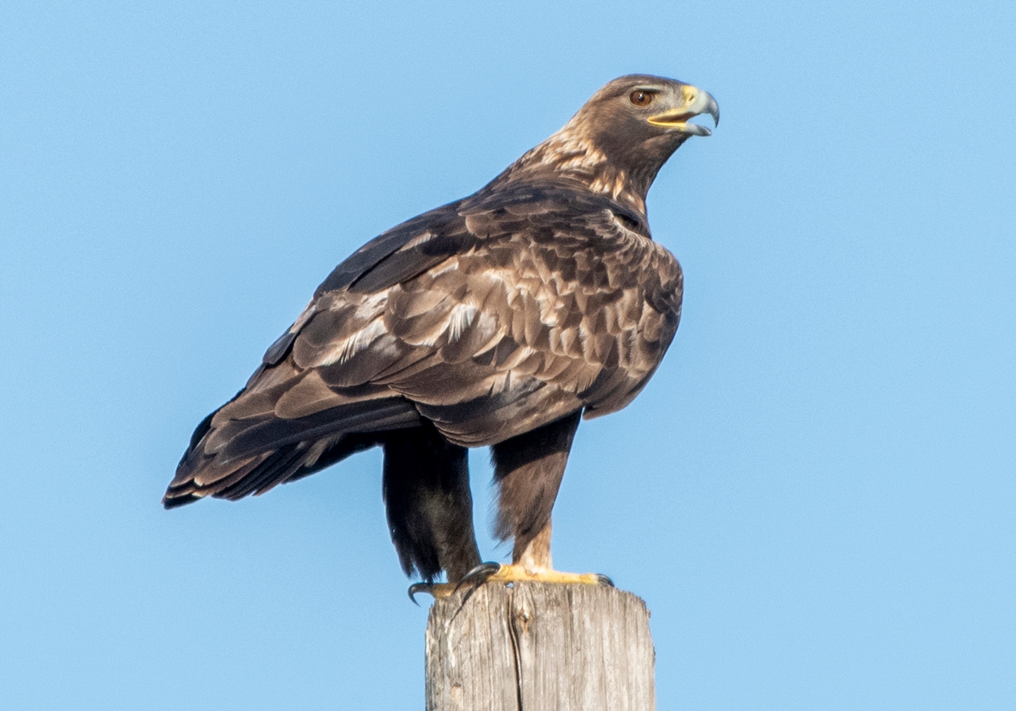 A golden eagle watches for passing prey from a pole, Feb. 15, 2020 at Travis Air Force Base, California. The Golden eagle is one of the largest, fastest and nimblest raptors in North America. (U.S. Air Force photo by Heide Couch)