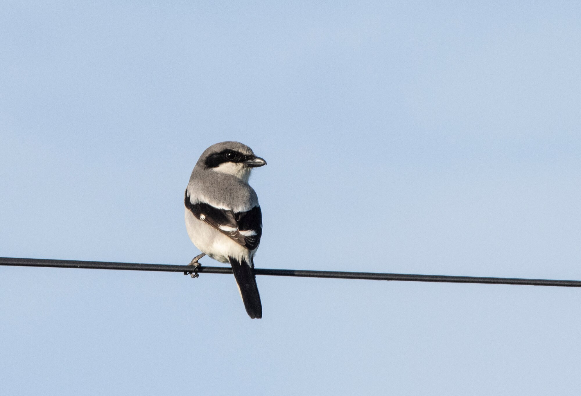 A northern shrike perches on a wire Feb. 15, 2020 at Travis Air Force Base, California.  A predatory songbird, the northern shrike breeds during winter in the northern United States.
