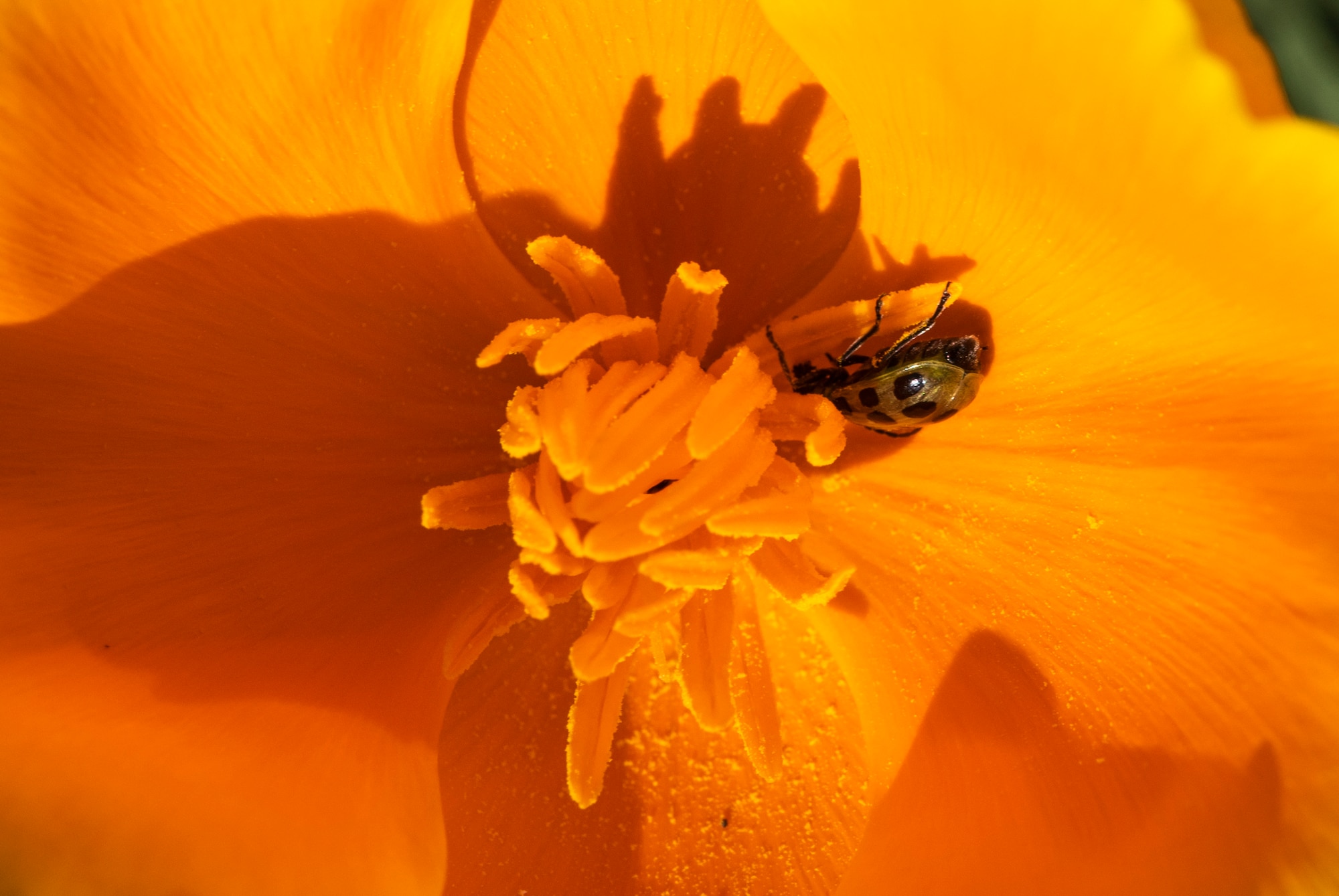 A small insect shelters within the bloom of a California poppy Feb. 15, 2020 at Travis Air Force Base, California. The California poppy (Eschscholzia Californica) was designated the state flower of California in 1903. (U.S. Air Force photo by Heide Couch)