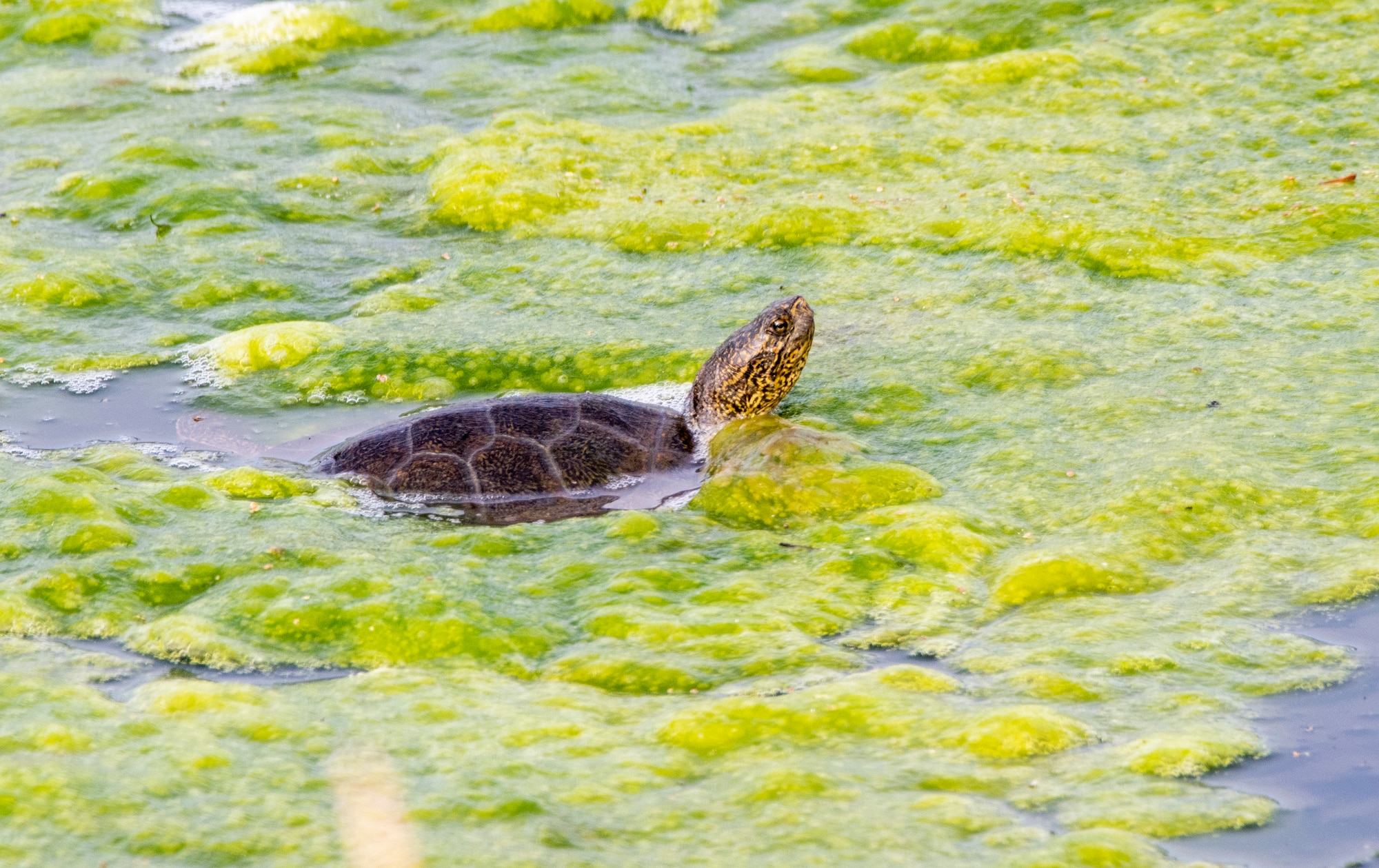 A western pond turtle swims through algae, Feb. 15, 2020 at Travis Air Force Base, California. The western pond turtle is indigenous to California and it makes its home in the permanent ponds on base. (U.S. Air Force photo by Heide Couch)