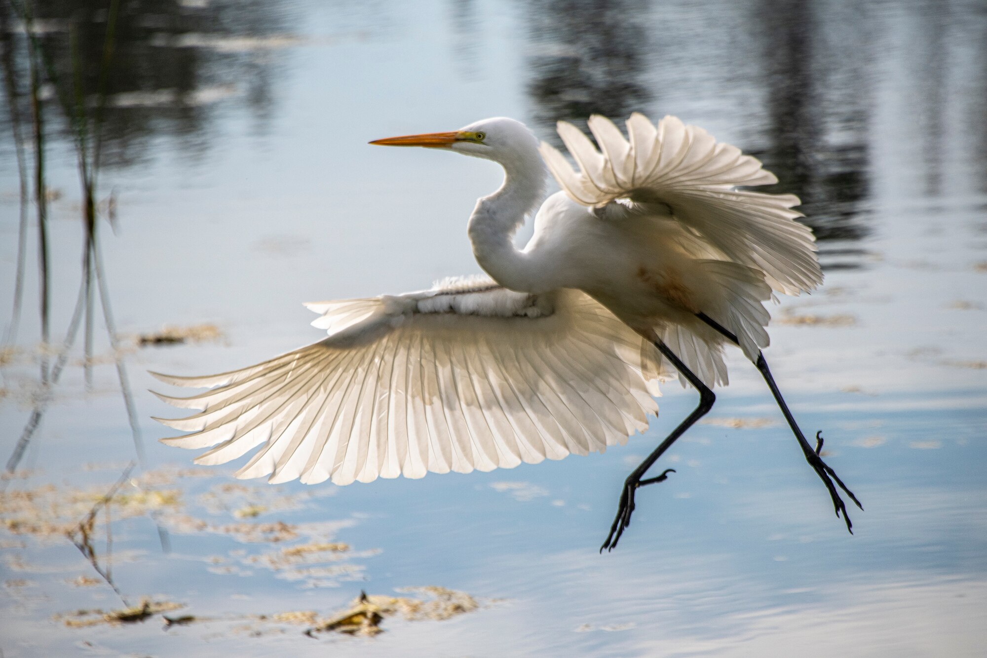 A great egret makes a landing along the edge of the duck pond Feb. 15, 2020, at Travis Air Force Base, California. Great Egrets wade in shallow water to hunt fish, frogs and other small aquatic animals. They typically stand still and watch for unsuspecting prey to pass. (U.S. Air Force photo by Heide Couch)