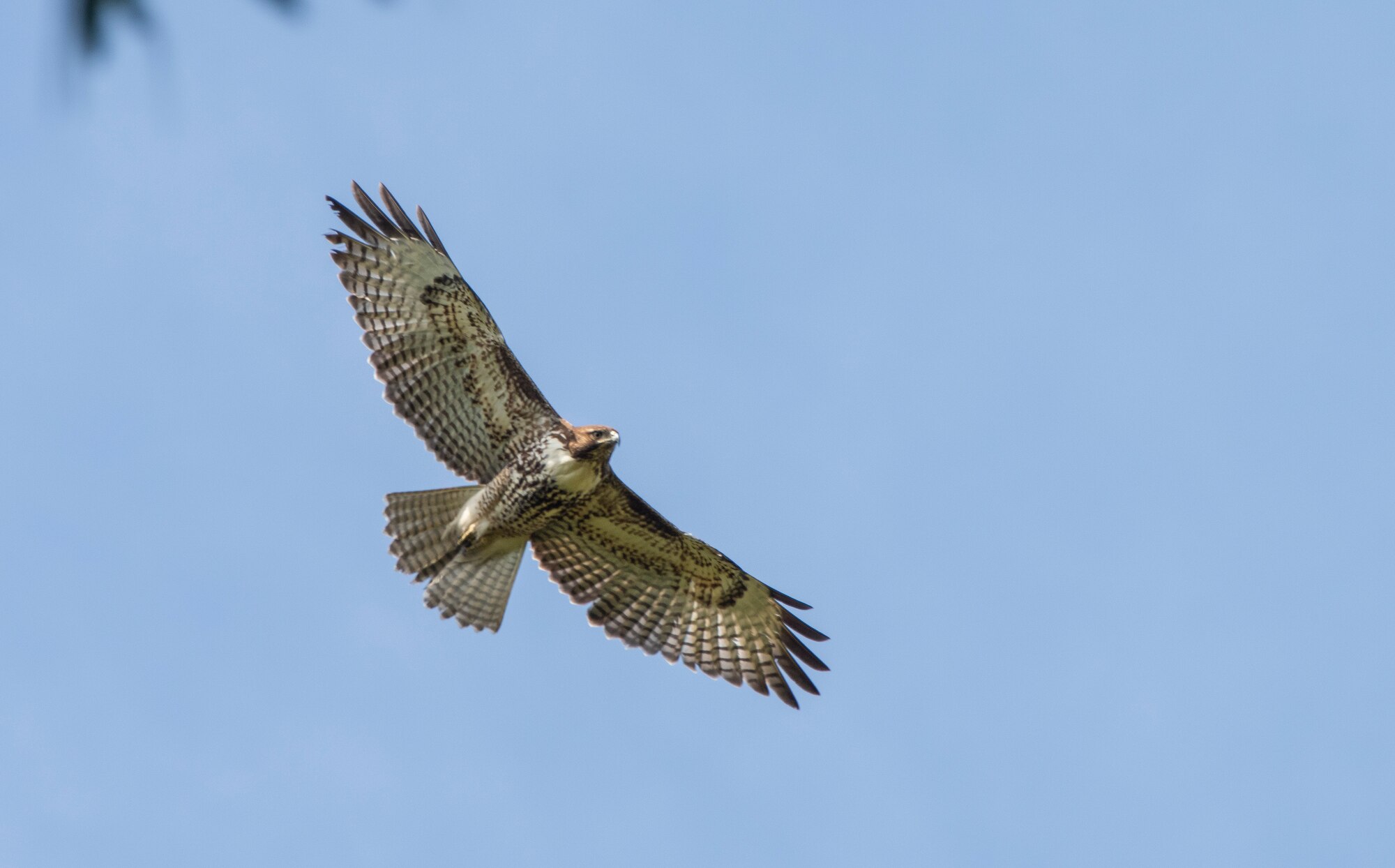 A juvenile red-tailed hawk is on the hunt Feb. 15, 2020 at Travis Air Force Base, California. These birds are common across the United States. The hawk will gain its red tail after reaching maturity. (U.S. Air Force photo by Heide Couch)