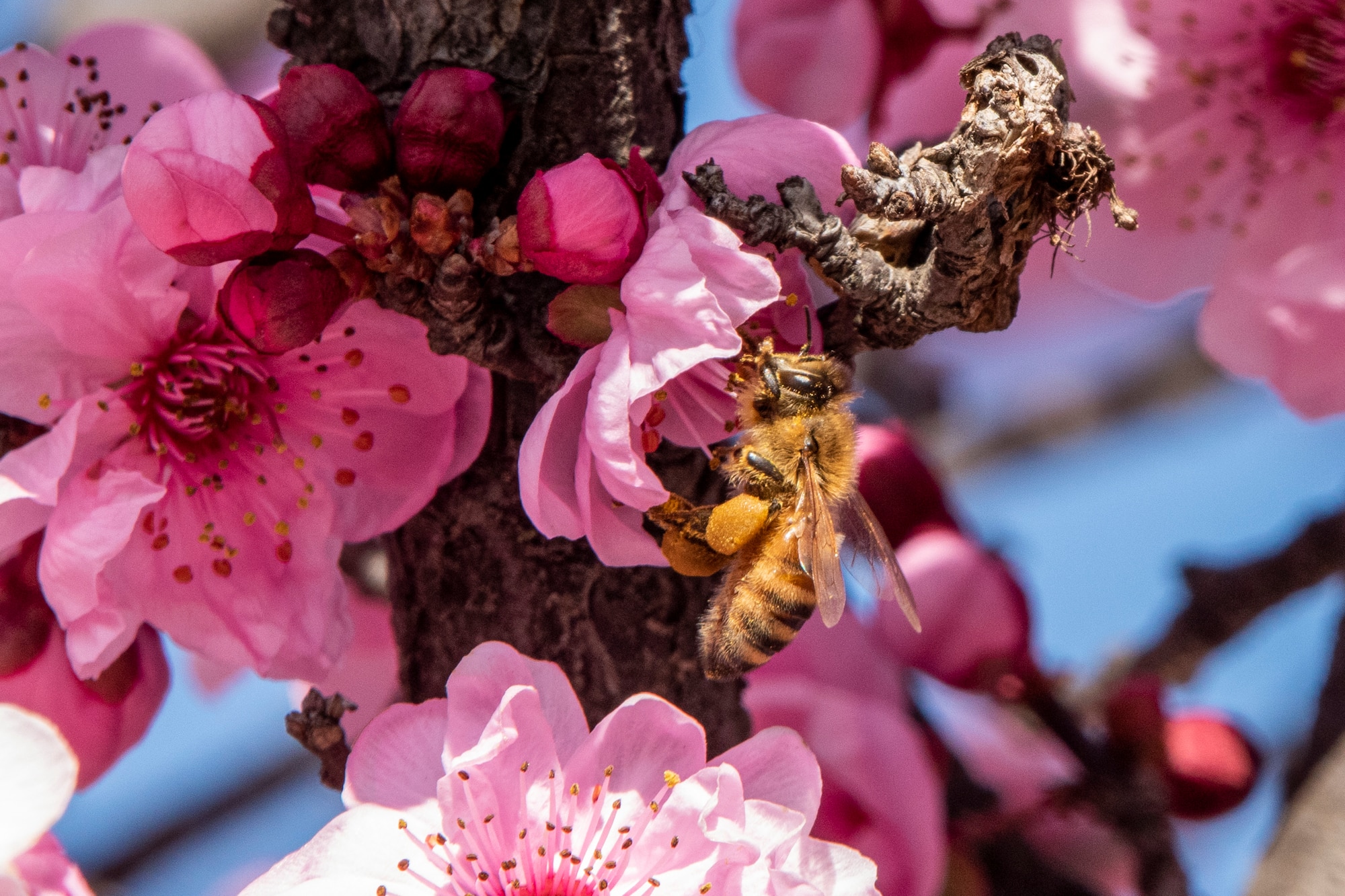 A honey bee collects pollen from a blooming Western Redbud tree Feb. 15, 2020 at Travis Air Force Base, California. The western redbud is native on dry slopes, usually next to a spring or seasonal creek. (U.S. Air Force photo by Heide Couch)