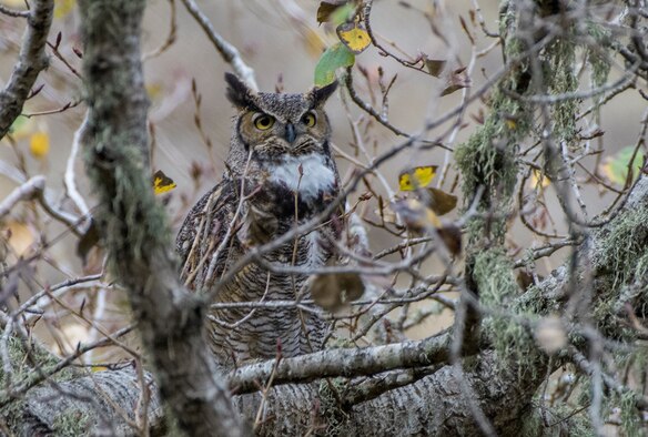 A great horned owl hides deep within the branches of a tree Dec. 11, 2019, at Travis Air Force Base California. In Northern California, great horned owls begin to pair up in October, and the nesting may start between December and February. (U.S. Air Force photo by Heide Couch)