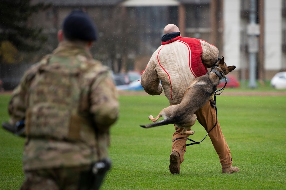 A military working dog jumps up and bites an airman during a demonstration.