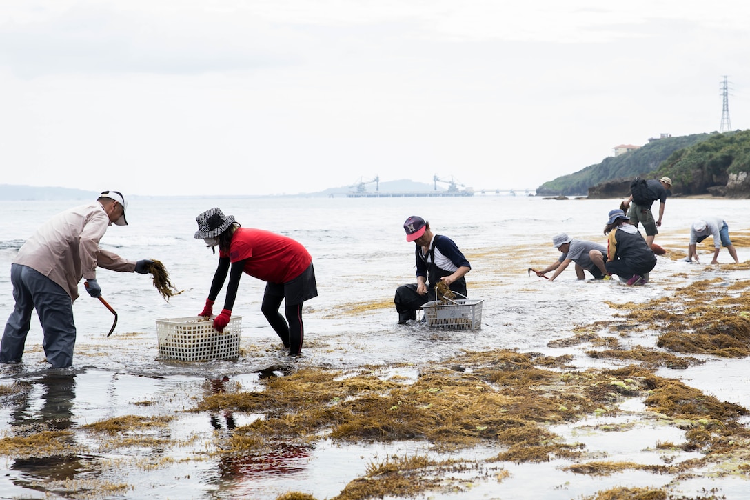 天然のひじきが収穫できる沖縄県うるま市にある米海兵隊基地内のビーチで、約120人の地元住民がひじき採りを行いました。