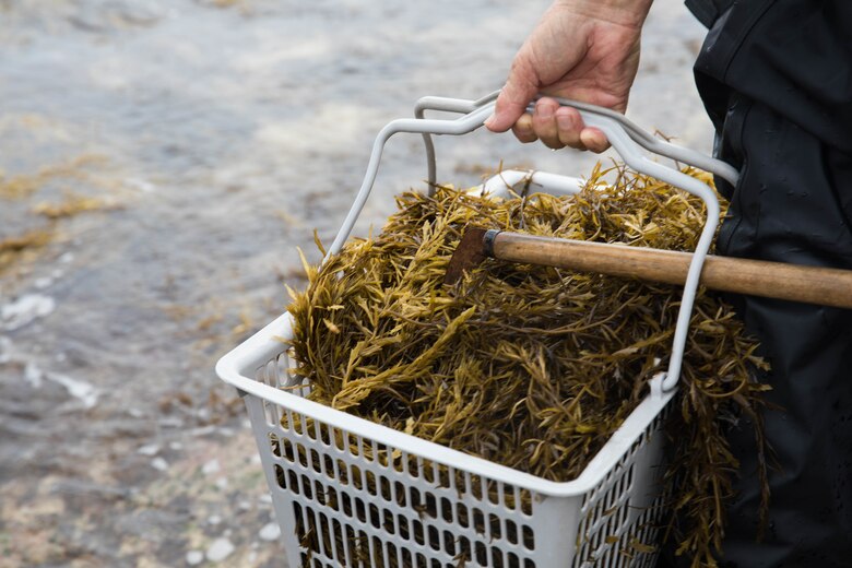 A member of the local Okinawa community carries a basket full of hijiki during the Hijiki Harvest at Camp Courtney, Okinawa, Japan, Feb. 22, 2020.