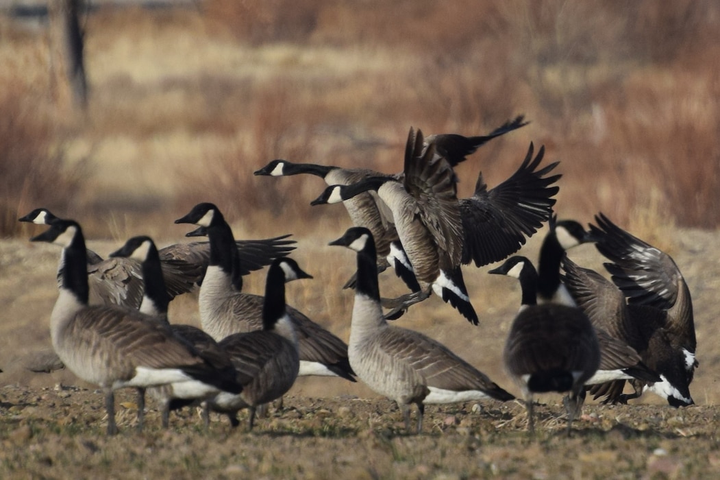 Canada geese graze on triticale at John Martin Reservoir, Dec. 12, 2019. Triticale, and other crops, are grown at John Martin to provide food for wildlife such as these geese. Photo by Laura Nelson.