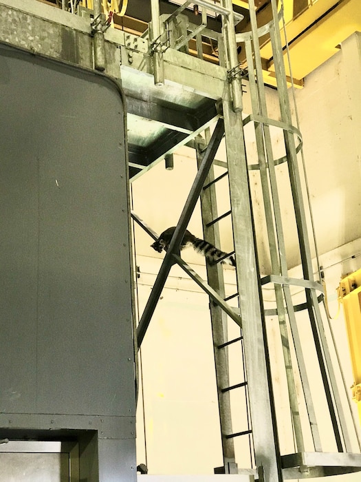 When Cochiti Dam personnel began descending in the elevator during a site visit, this ring tailed cat woke up from his slumber above the elevator, Jan. 22, 2020. Photo by Lucia Pillera.