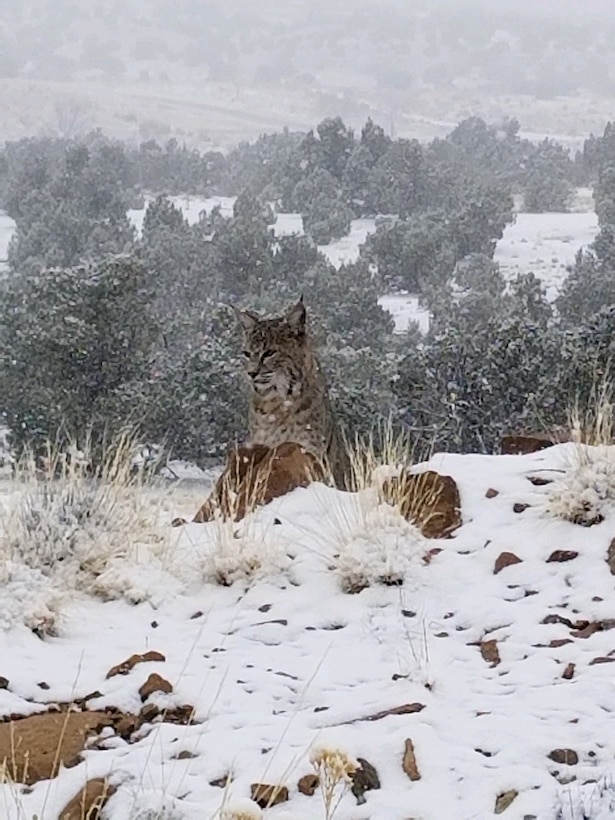 A bobcat poses in the snow at the Abiquiu Lake Cerrito Recreation Area, Jan. 16, 2020.