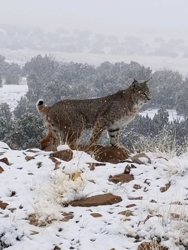 A bobcat stands in the snow at the Abiquiu Lake Cerrito Recreation Area, Jan. 16, 2020.