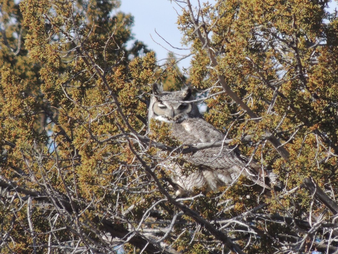 A barn owl sits in a tree at the Santa Rosa Lake project, Jan. 22, 2019.