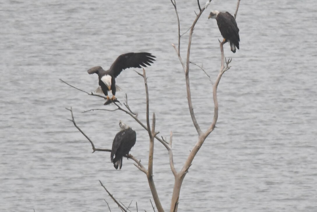 A bald eagle catches a fish at John Martin Reservoir, Dec. 27, 2019.