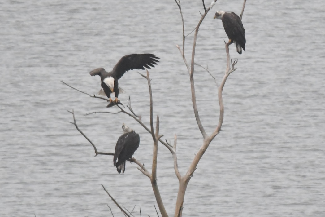 A bald eagle catches a fish at John Martin Reservoir, Dec. 27, 2019. Photo by Laura Nelson.