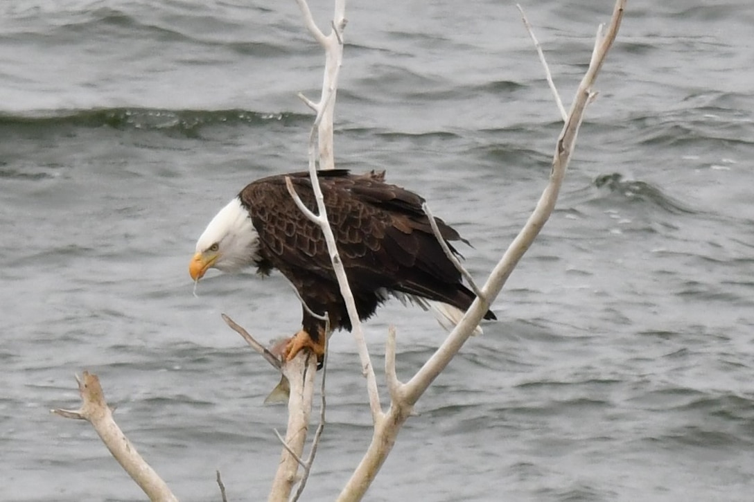 A bald eagle perches in a tree at John Martin Reservoir with a recent catch in its mouth, Feb. 7, 2020. Photo by Laura Nelson, park ranger at John Martin Reservoir.