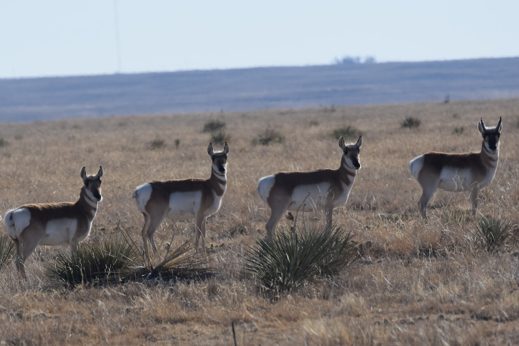 Four pronghorn line up at John Martin Reservoir, Dec. 10, 2019. Photo by Laura Nelson.