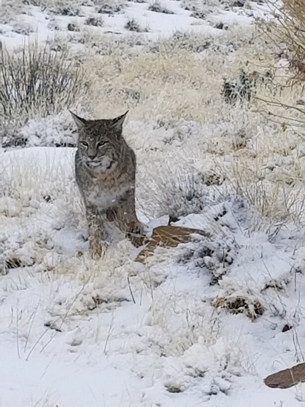 A bobcat stands in the snow at the Abiquiu Lake Cerrito Recreation Area, Jan. 16, 2020. Photo by Noel Vialpando, maintenance worker at Abiquiu Dam.