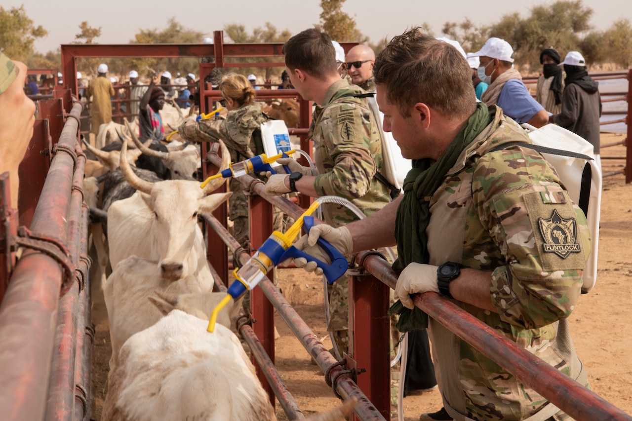 Soldiers spray medicine onto cattle.