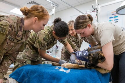 Military Working Dogs