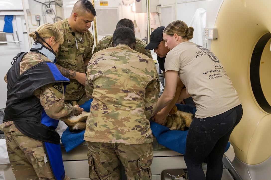 Military Working Dogs