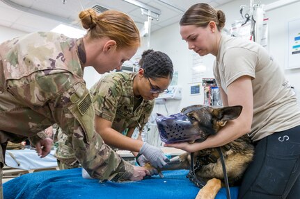 Military Working Dogs