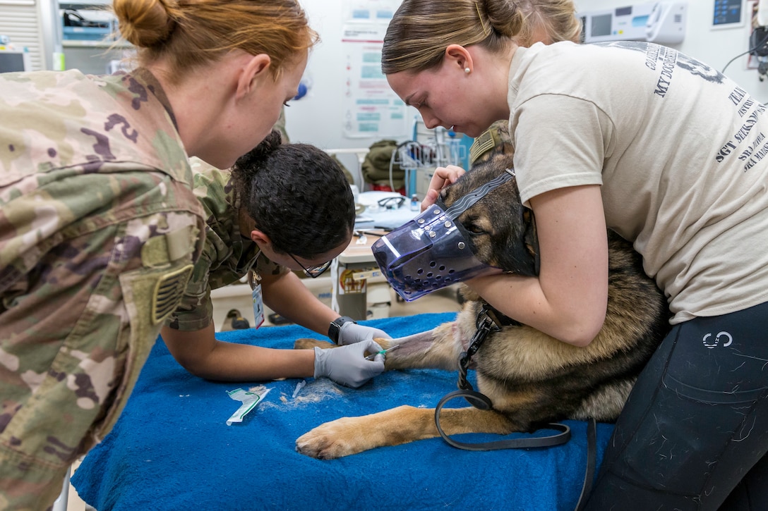 Military Working Dogs