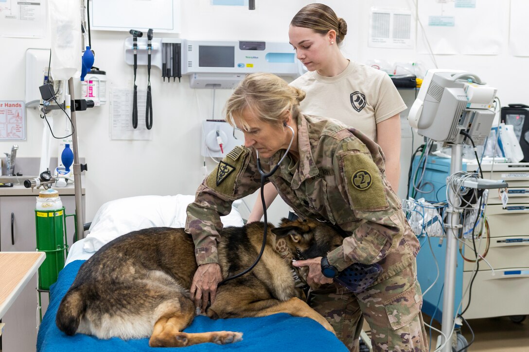 Military Working Dogs