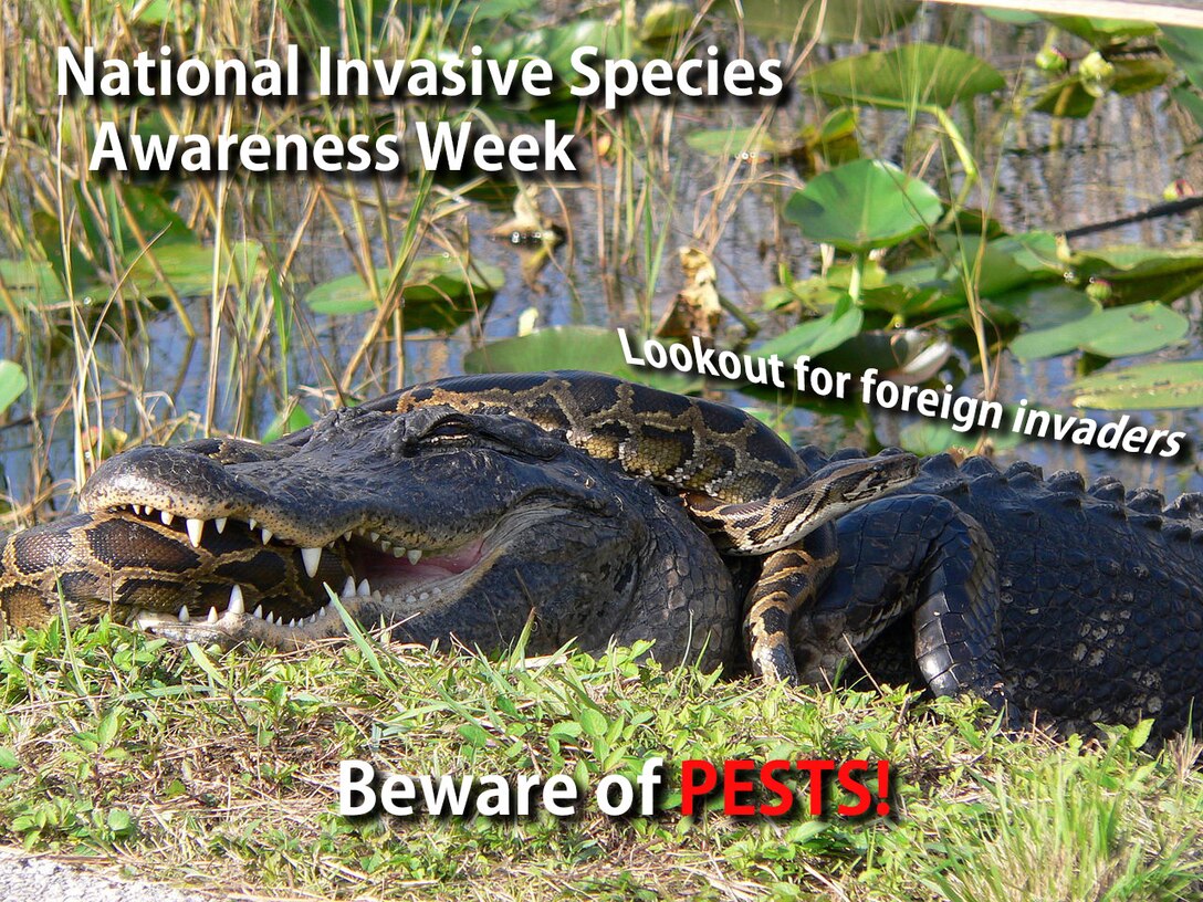 National Invasive Species Awareness Week is an annual observance when people all around the country take time to raise awareness and come up with solutions for the effects that non-native species can have on local communities and ecosystems. (U.S. Air Force photo by Senior Airman Stefan Alvarez)