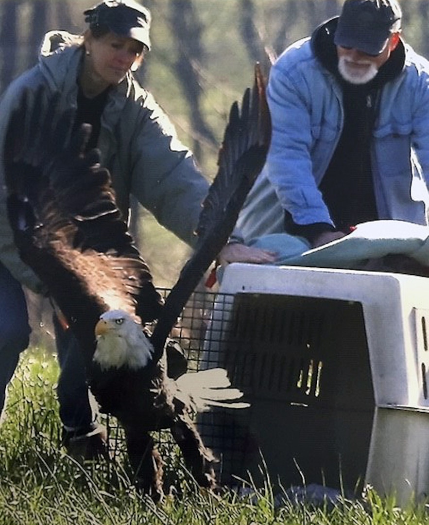 Volunteers with the Ohio Wildlife Center release a rehabilitated bald eagle back into the wild Nov. 11, 2018, in New Philadelphia, Ohio. Maj. Gwendolyn Hoogendoorn (left), a member of the Ohio National Guard, has volunteered with the OWC for more than 20 years.