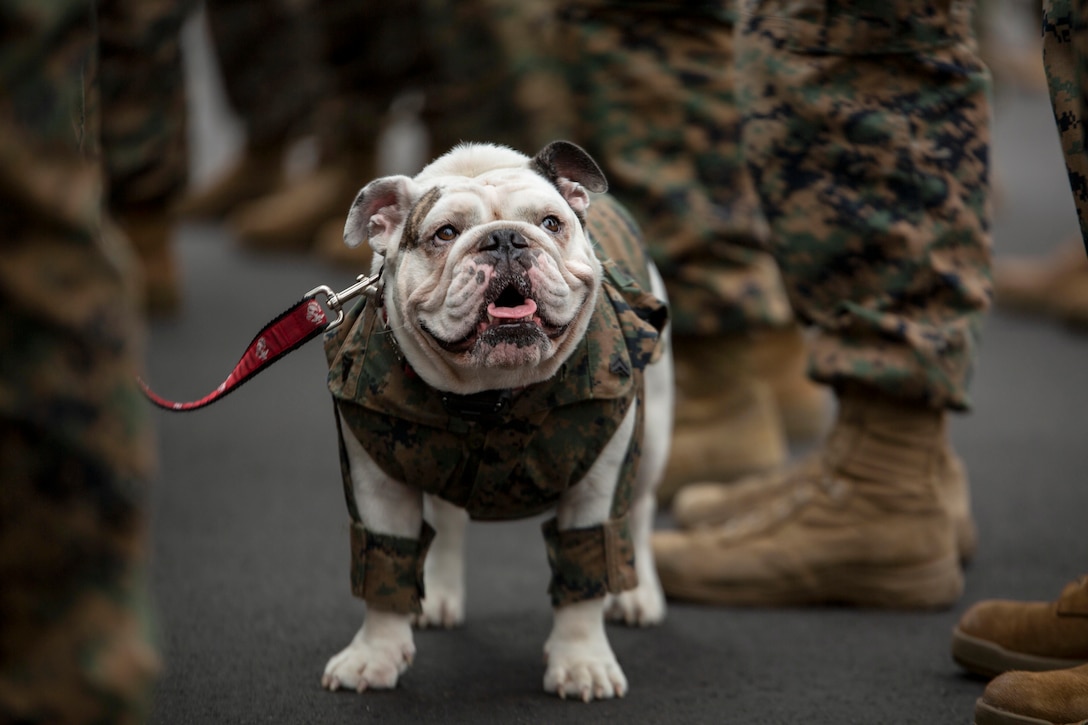 A bulldog wearing camo stands amid a group of Marines.