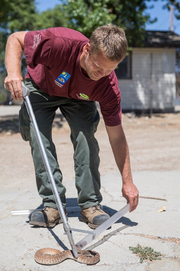 Nate Redetzke, wildlife technician, Game Wardens Section (GWS), places a red diamond rattlesnake in a tube before implanting a transmitter at Marine Corps Base Camp Pendleton, California, Aug. 31, 2018. Natural resource laws and environmental policies that protect wild animals, plant species and their habitats are enforced by the GWS. (U.S. Marine Corps photo by Lance Cpl. Kerstin Roberts)