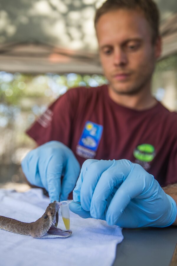 Nate Redetzke, wildlife technician, Game Wardens Section (GWS), collects venom from a red diamond rattlesnake at the GWS Marine Corps Base Camp Pendleton, California, Aug. 31, 2018. The GWS is only allowed to keep a rattlesnake in captivity for two weeks before releasing it back into the wild. (U.S. Marine Corps photo by Lance Cpl. Kerstin Roberts)