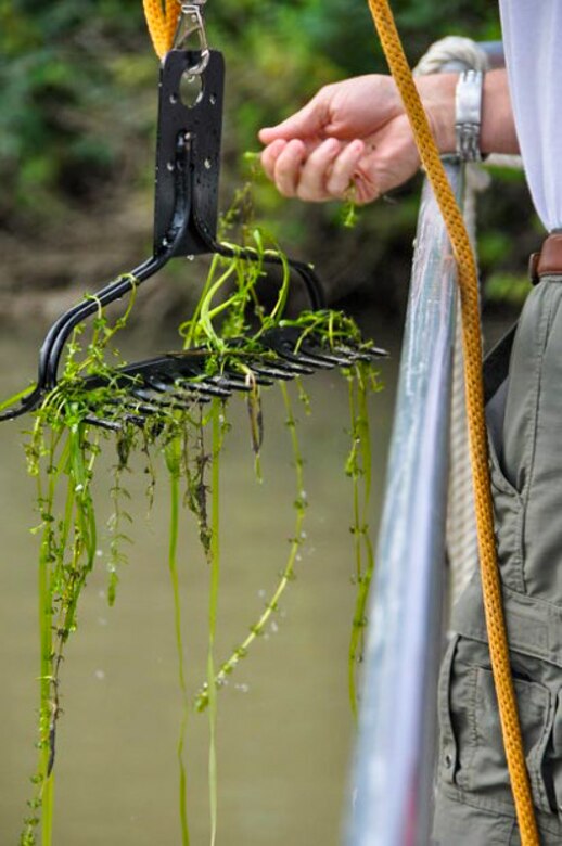 The U.S. Army Corps of Engineers Buffalo District is on a mission to fight hydrilla, an aggressive plant species that has wreaked havoc from Asia to every continent except Antarctica.

“Hydrilla completely chokes out our waterways and impacts all the things we enjoy,” said Michael Greer, USACE Buffalo District project manager. “It affects water quality, the economy, businesses, hydropower and flood reduction - ultimately our health and our wallets.”

“A single aquatic plant could put all of that at risk,” warned New York Senator Charles Schumer in 2017.