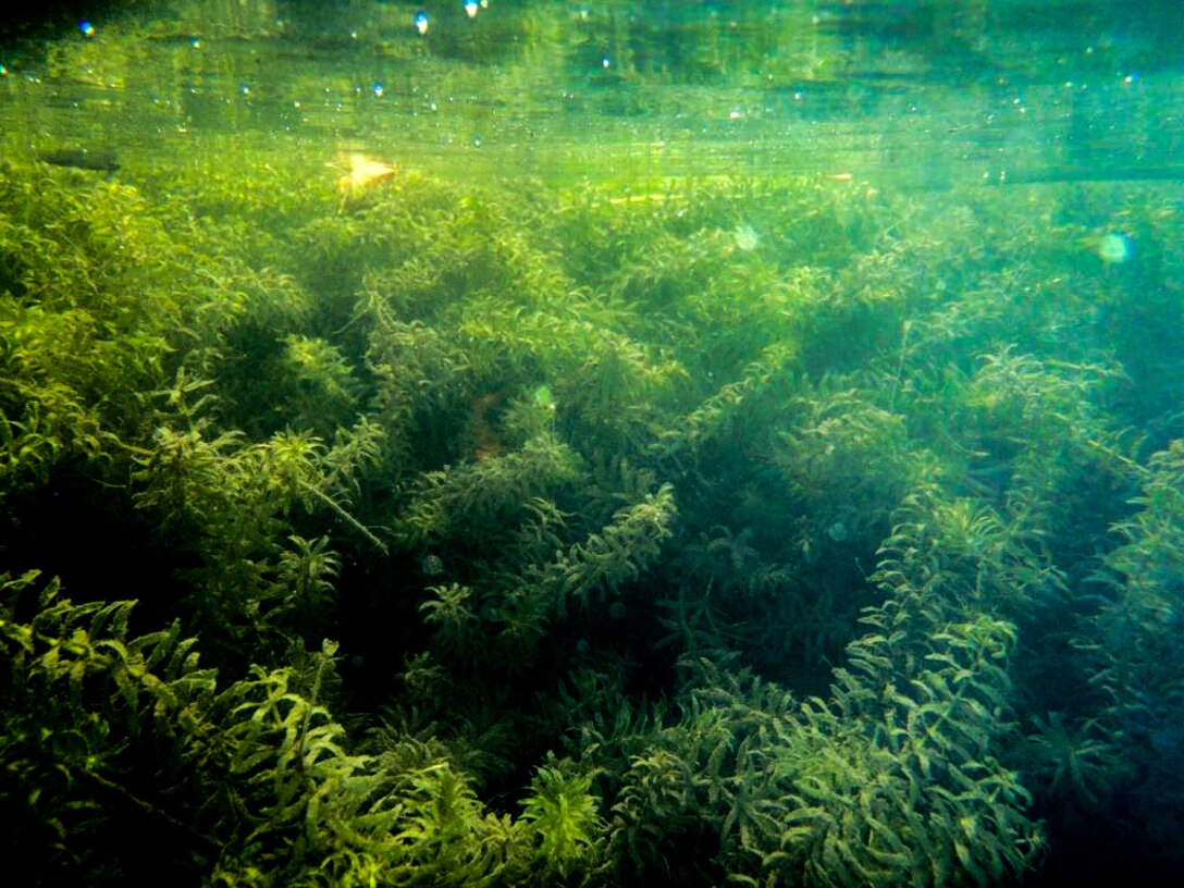 The U.S. Army Corps of Engineers Buffalo District is on a mission to fight hydrilla, an aggressive plant species that has wreaked havoc from Asia to every continent except Antarctica.

“Hydrilla completely chokes out our waterways and impacts all the things we enjoy,” said Michael Greer, USACE Buffalo District project manager. “It affects water quality, the economy, businesses, hydropower and flood reduction - ultimately our health and our wallets.”

“A single aquatic plant could put all of that at risk,” warned New York Senator Charles Schumer in 2017.